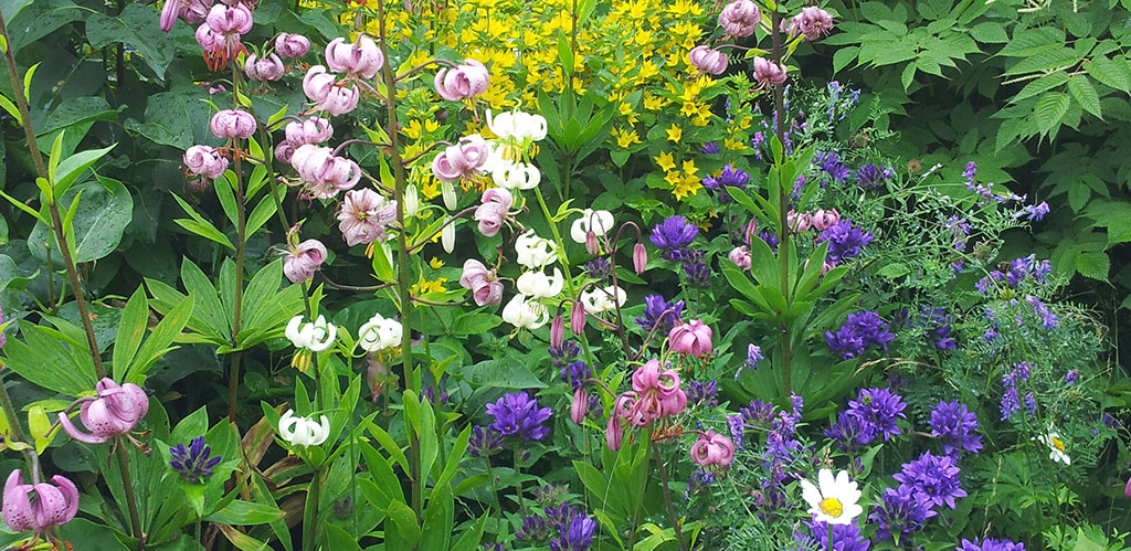 Sommarblommor